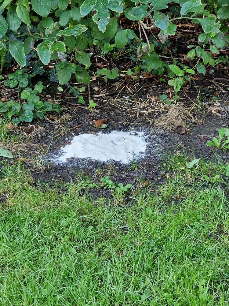 Giftköder-Evtl. Giftköder-Profilbild