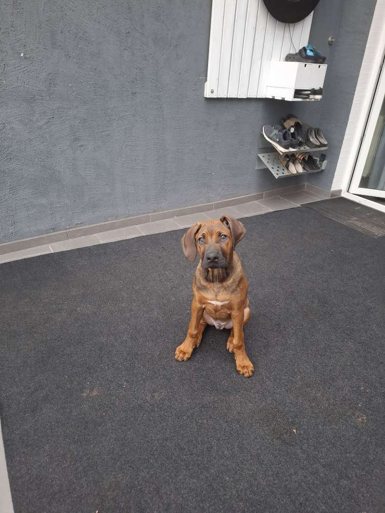 Hundetreffen-Gassirunde/Spielrunde-Profilbild