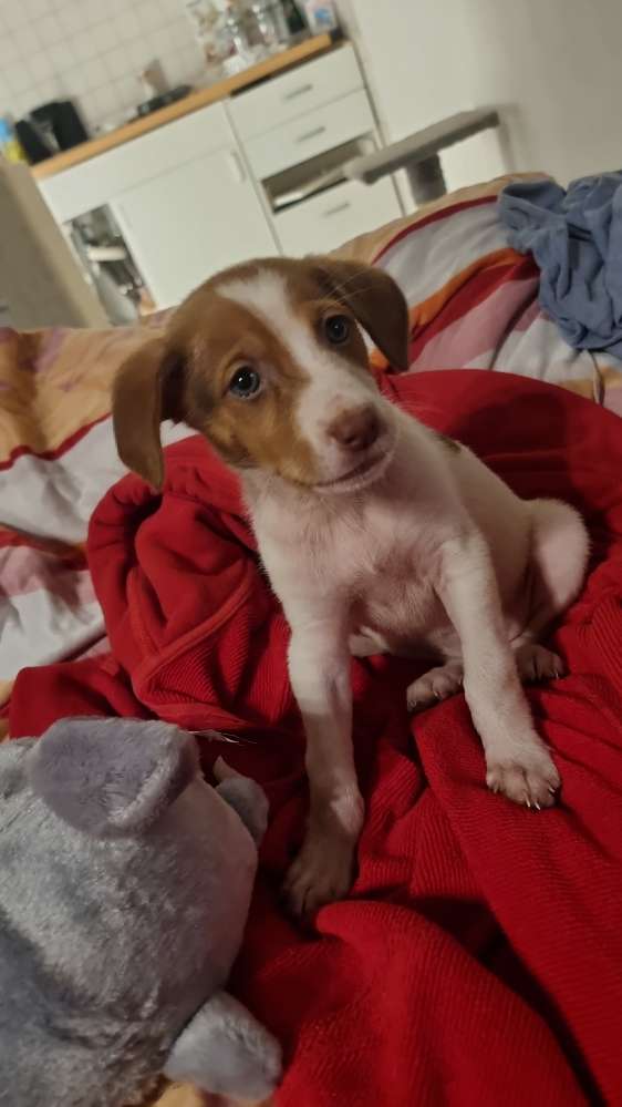 Hundetreffen-Spiel Runde.  Und Erfahrungen austauschen-Profilbild