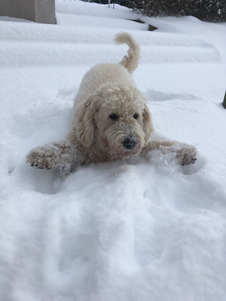 Hundetreffen-Hundetreff-Profilbild