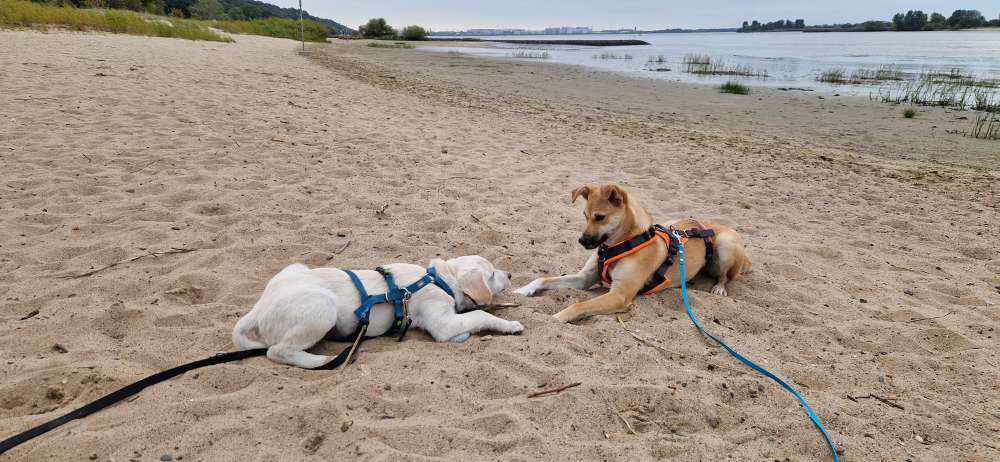 Hundetreffen-Gemeinsame Spaziergänge-Profilbild