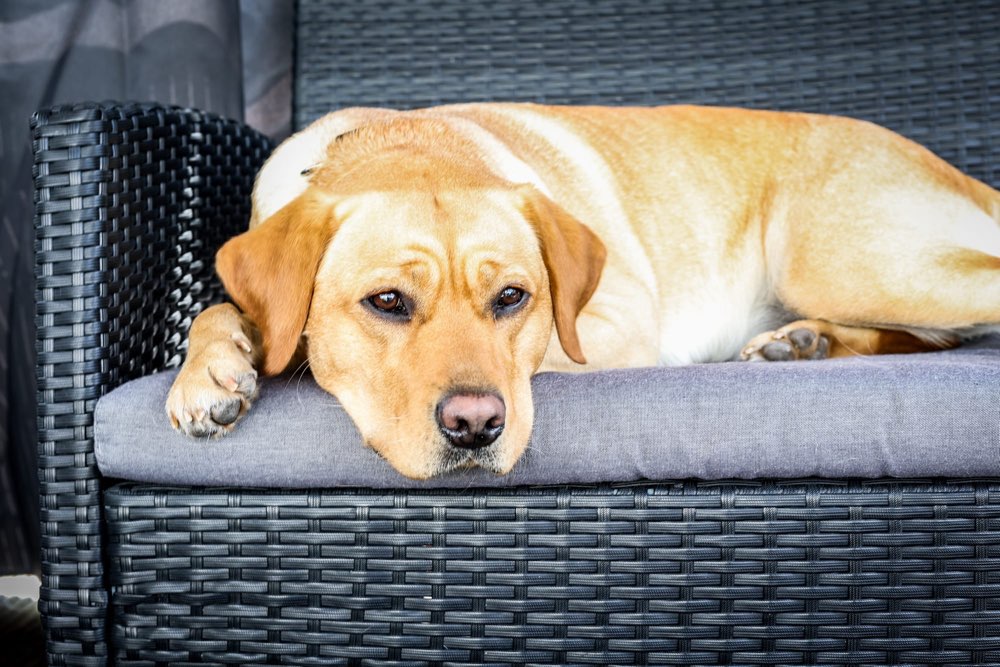 Hundetreffen-2,5 Jahre junge Labrador Dame sucht Bekanntschaften-Profilbild