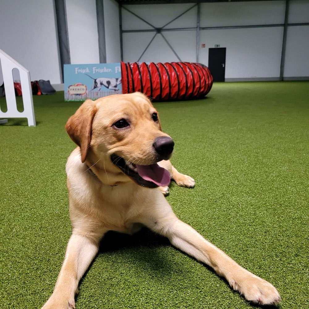 Hundetreffen-Wir suchen, für unsere Labrador Hündin, verschiedenste Spiel und Gassifreunde! 😊-Profilbild