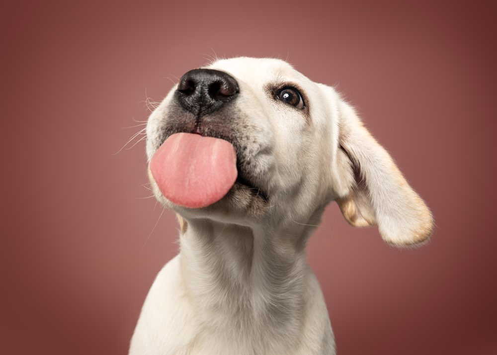 Hundetreffen-Hockenheim-Profilbild