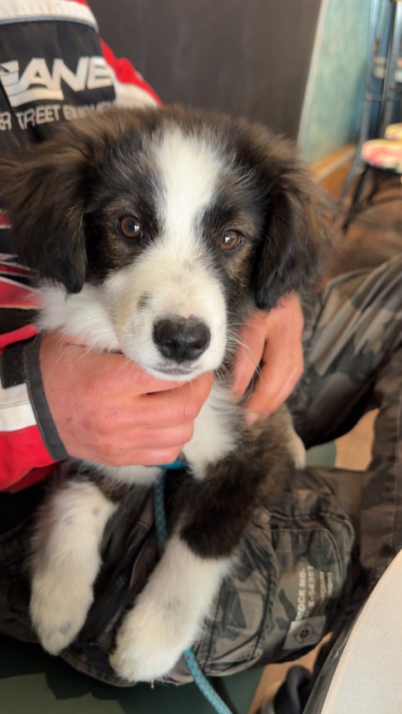 Hundetreffen-Welpentreff-Profilbild