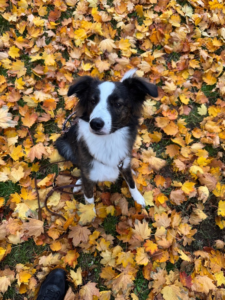 Hundetreffen-Spielrunde-Profilbild
