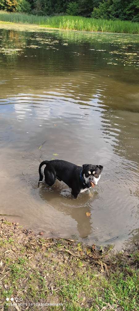 Hundetreffen-Rosdorfer Baggersee🌊-Profilbild