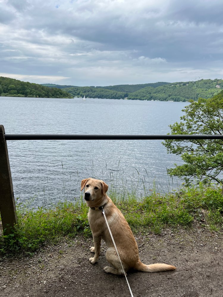 Hundetreffen-Gassirunde und Spielpartner gesucht 😊-Profilbild