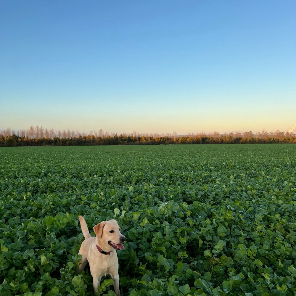 Hundetreffen-Gassi und Spielpartner gesucht 🤗-Profilbild