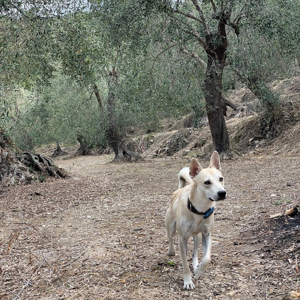 Hundetreffen-Gassi und Spielrunde-Profilbild