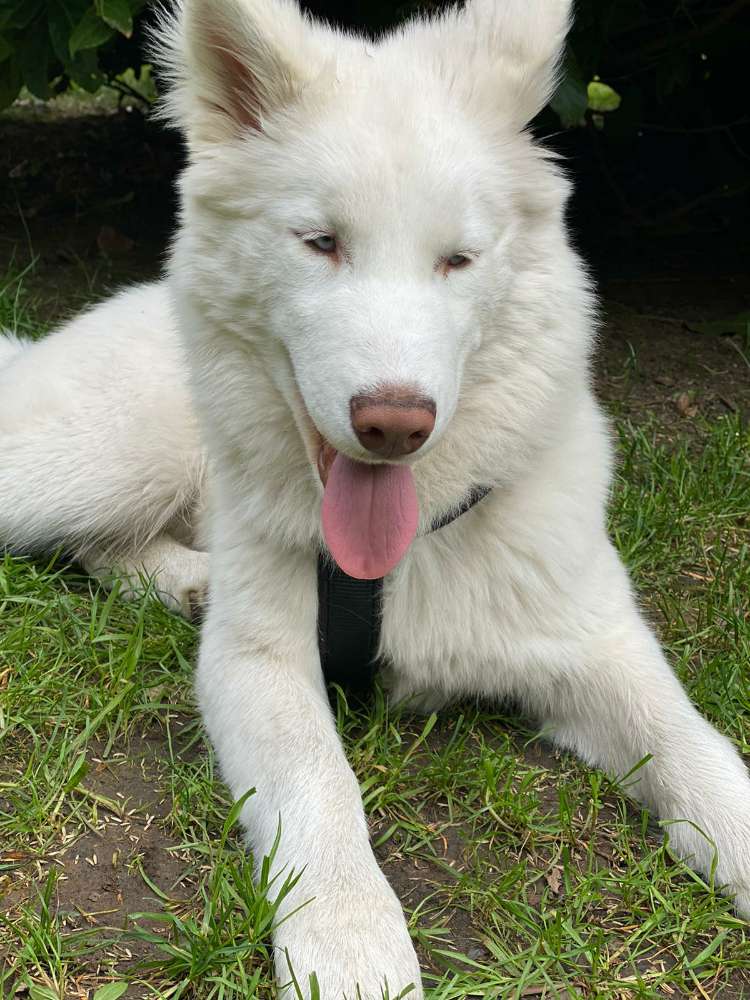 Hundetreffen-Junghunde treffen-Profilbild
