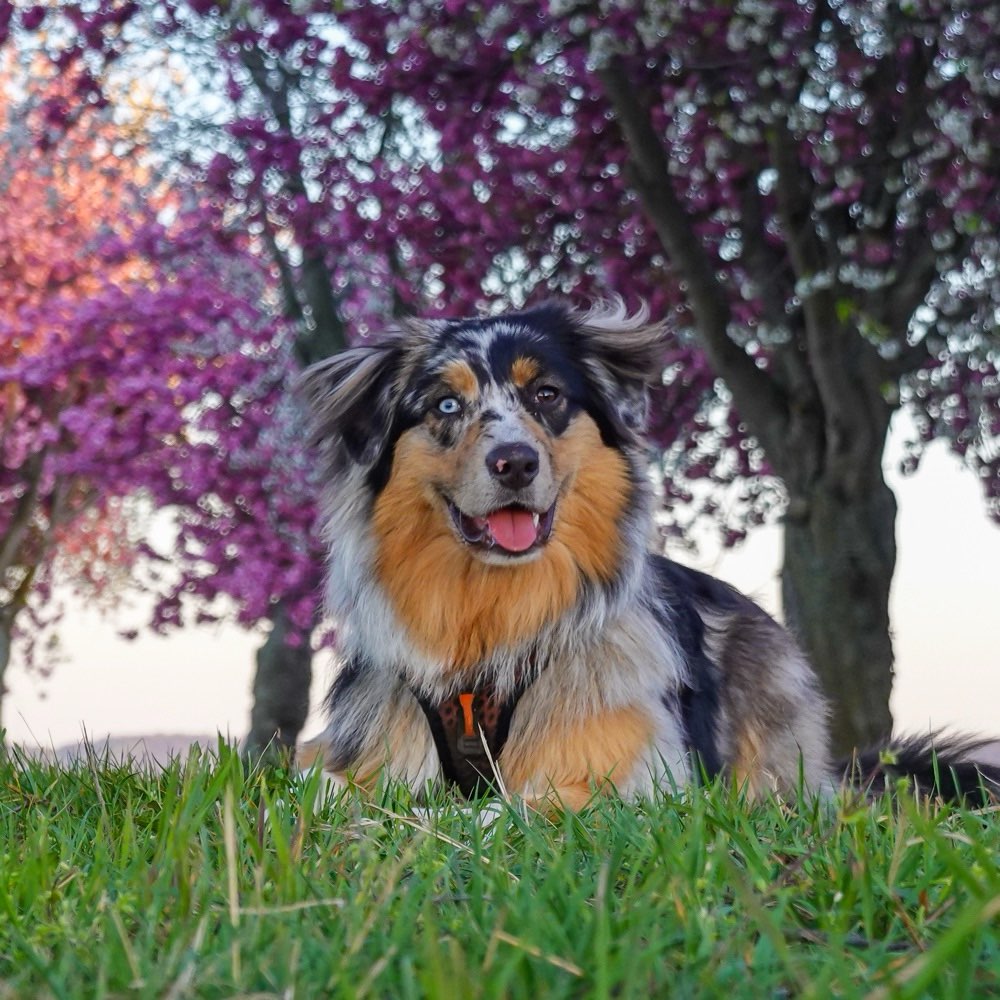 Hundetreffen-Spazierrunde, Hundekontakt, Training-Profilbild