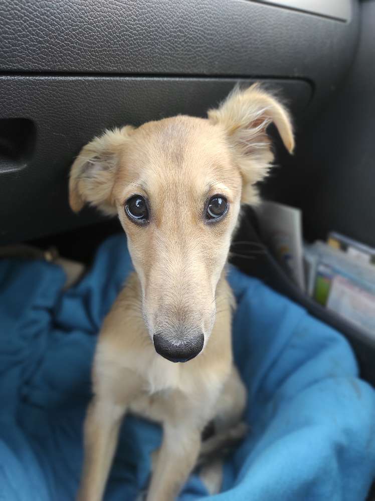 Hundetreffen-Suche Windhundfreunde (oder andere Hunde, die gern rennen)-Profilbild