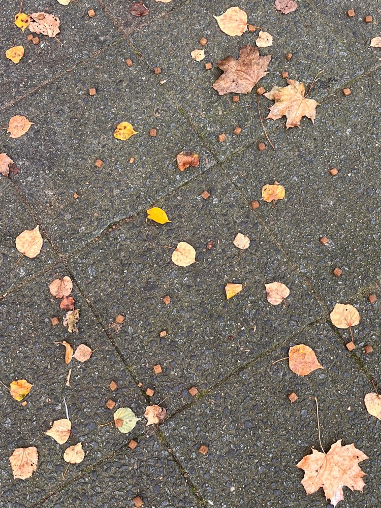 Giftköder-Trockenfutter ausgestreut/ dried food-Profilbild
