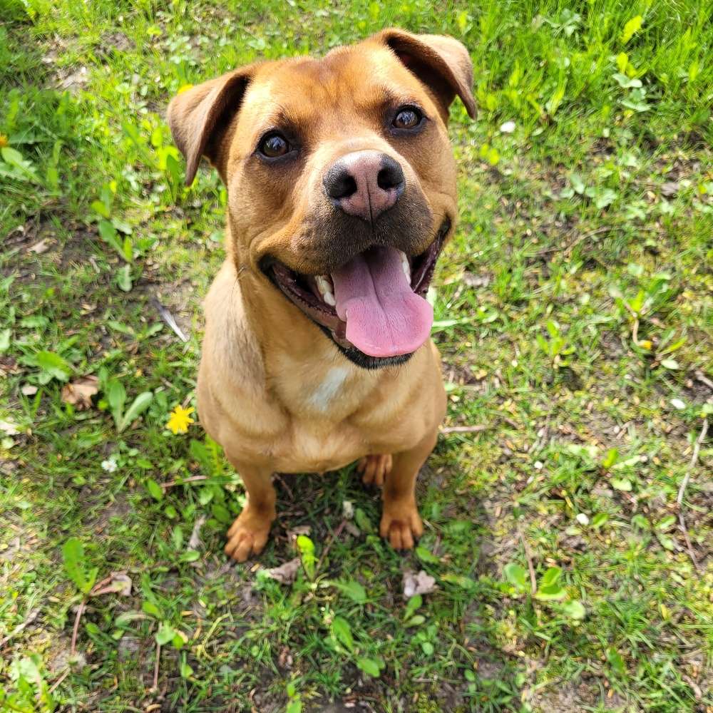 Hundetreffen-Spieltreff / Hundefreunde-Profilbild