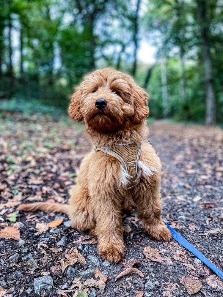 Hundetreffen-Spiel- und Übungskumpels für Theo gesucht!-Profilbild