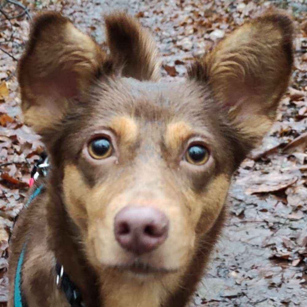 Hundetreffen-Runde in und um Ketsch-Profilbild