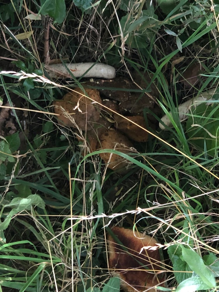 Giftköder-Rohes grillfleisch-Profilbild