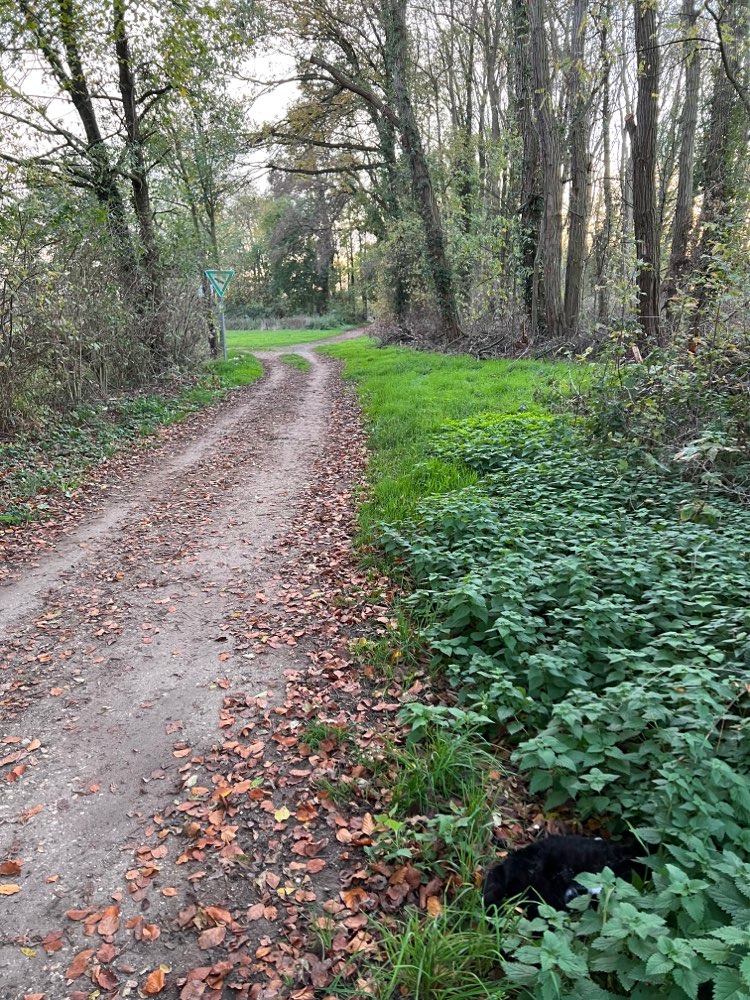 Giftköder-Tote Katze-Profilbild