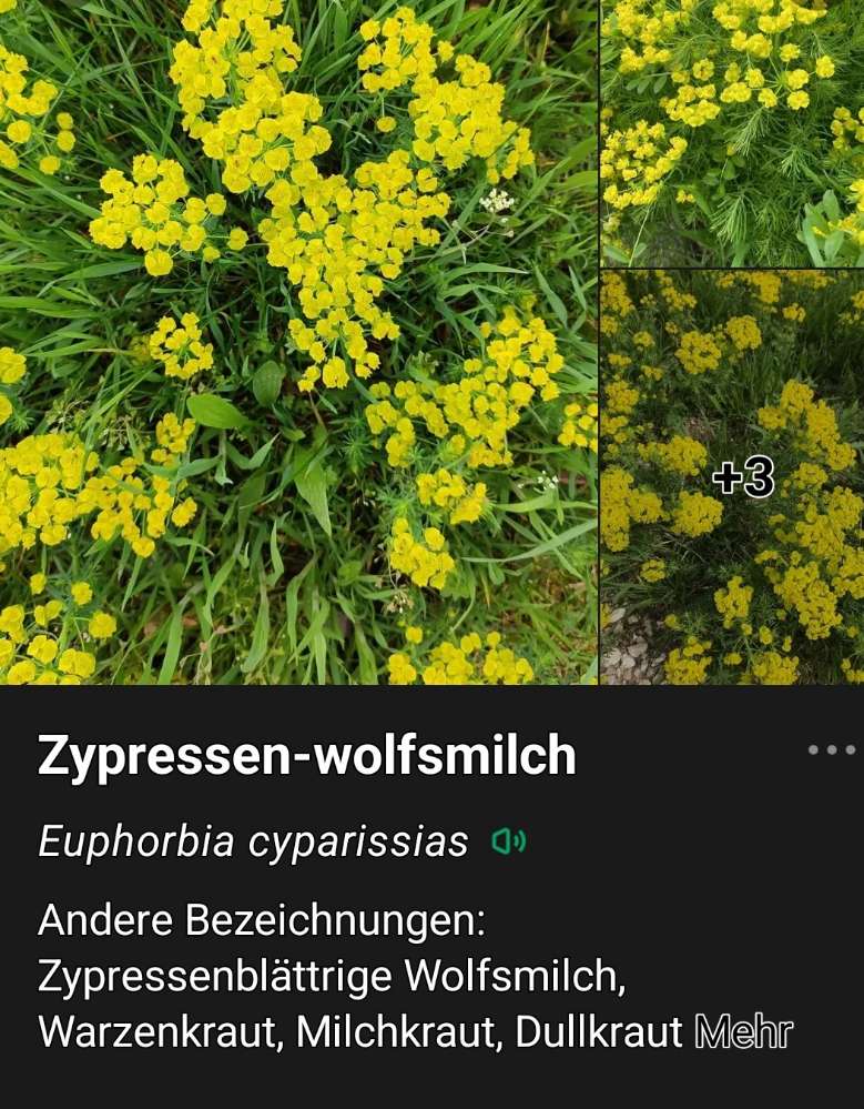 Giftköder-Pflanze "Wolfsmilch" /Hundewiese am Exer-Profilbild