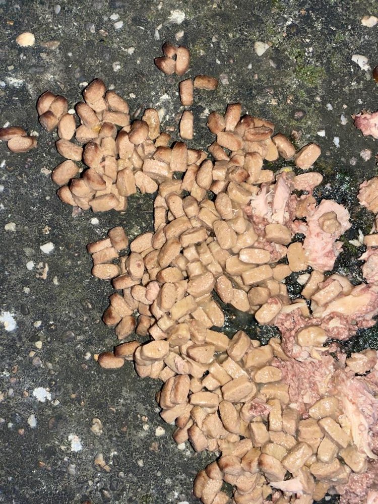 Giftköder-Giftköder Trockenfutter/Thunfisch-Profilbild