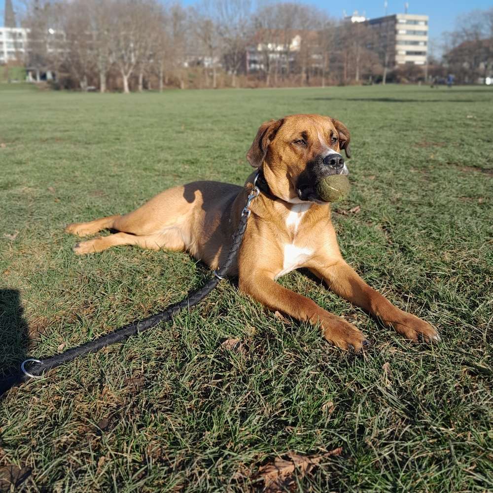Hundetreffen-Freya sucht Hunde zum Toben-Profilbild