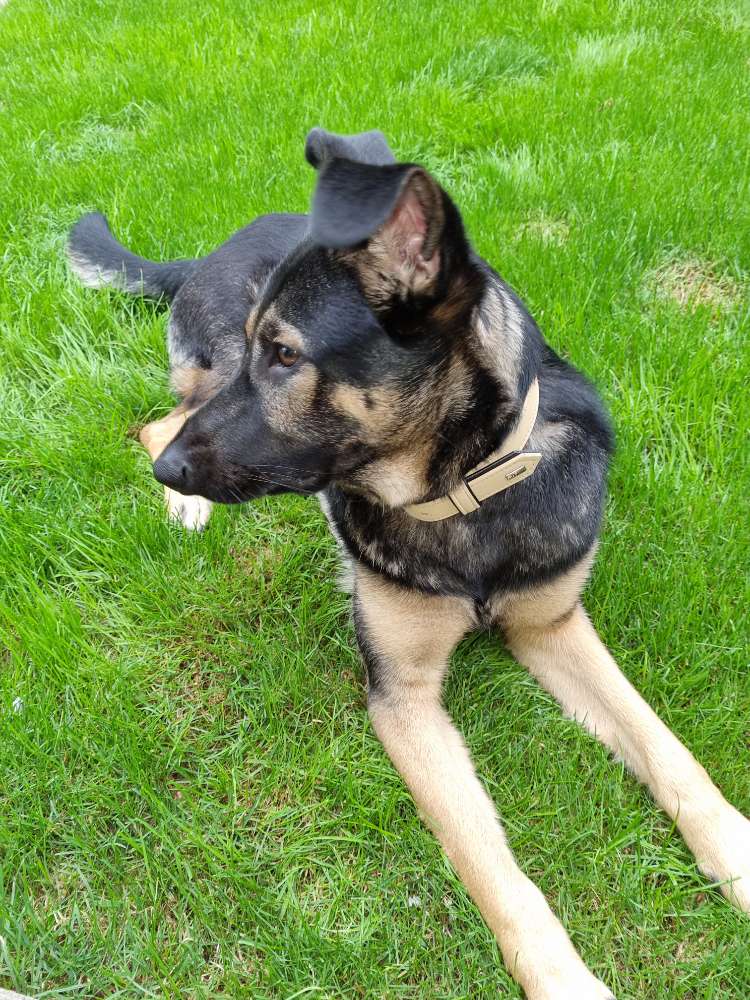 Hundetreffen-Gassi gehen und Spielezeit-Profilbild