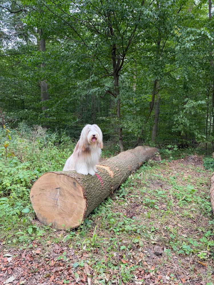 Hundetreffen-Spielen, Trainieren und Spaß haben 😊-Profilbild