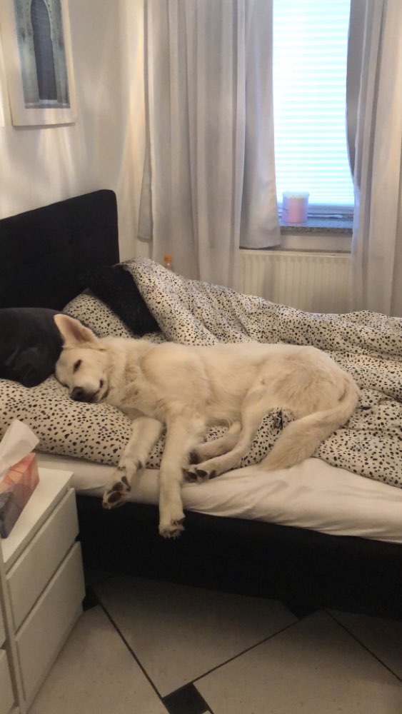 Hundetreffen-Junghundetreffen in Linden-Nord-Profilbild