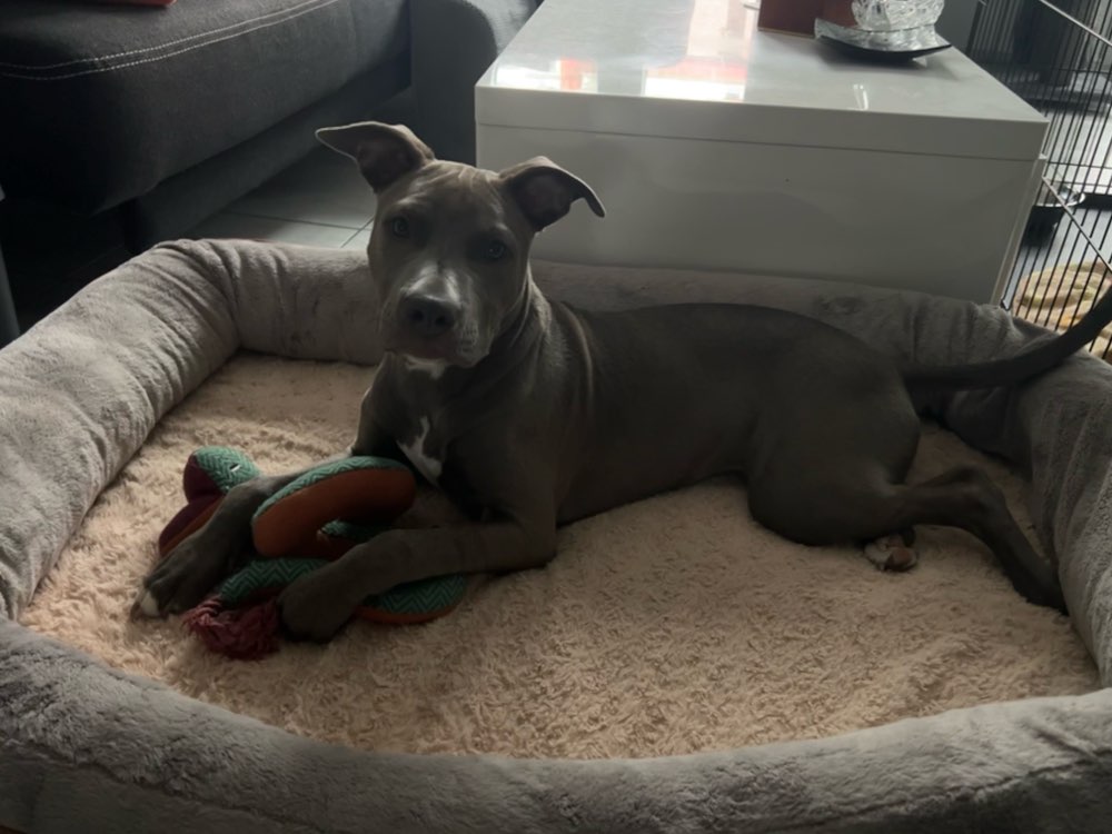 Hundetreffen-Spielfreund(e) mit Garten gesucht-Profilbild