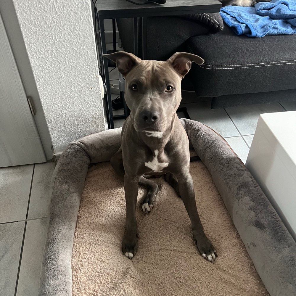 Hundetreffen-Spielfreund(e) mit Garten gesucht-Profilbild