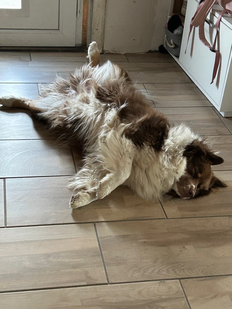 Hundetreffen-Hundebegenung an Leine-Profilbild