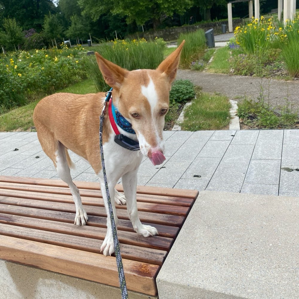 Hundetreffen-Wir würden gerne andere Podencos , die in der Nähe wohnen, kennenlernen.-Profilbild