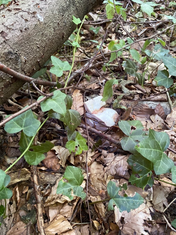 Giftköder-Knochen ausgelegt-Profilbild