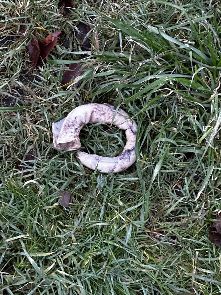 Giftköder-Knochenartiges Ding-Profilbild