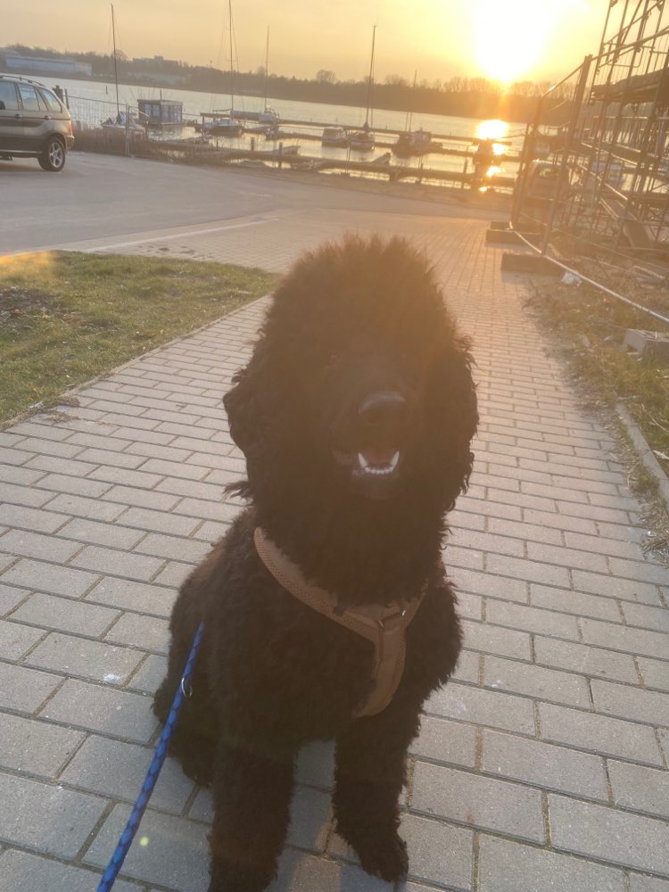 Hundetreffen-Social Walk & Spielrunde-Profilbild