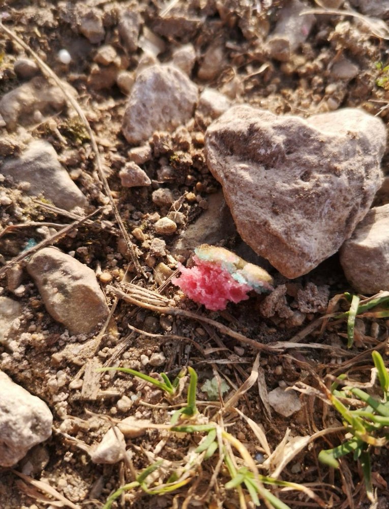 Giftköder-Rattengift-Profilbild