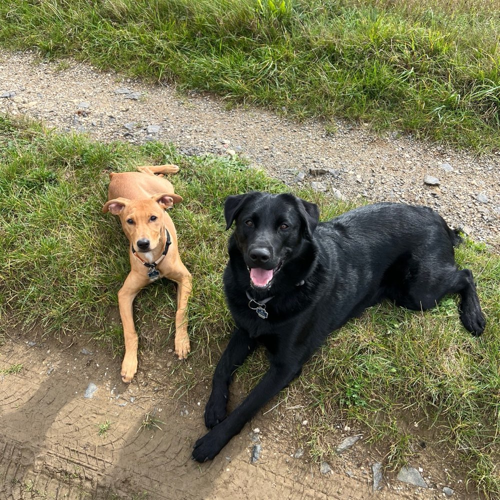 Hundetreffen-Spiel- und Gassi Freunde-Profilbild