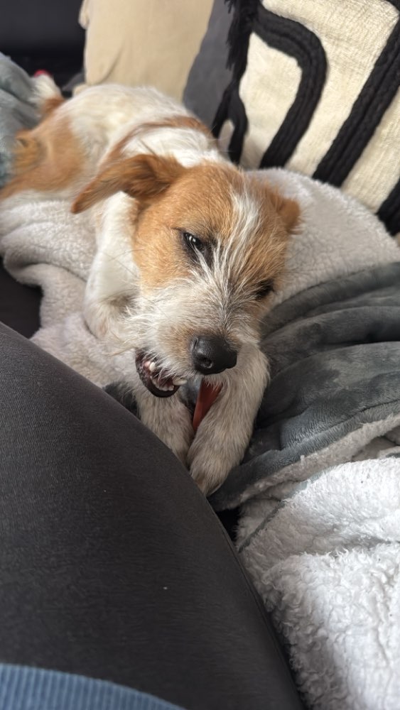 Hundetreffen-Social Walk und Spielrunden-Profilbild