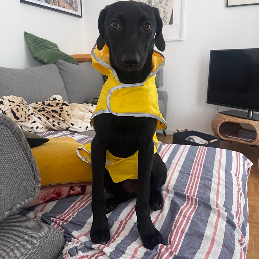 Hundetreffen-Spazieren, spielen, toben-Profilbild