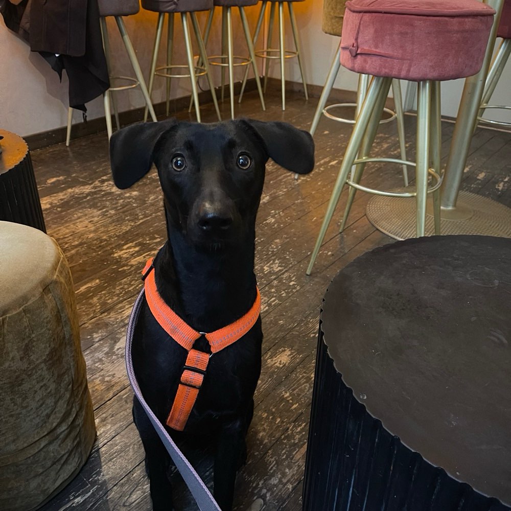 Hundetreffen-Spazieren, spielen, toben-Profilbild