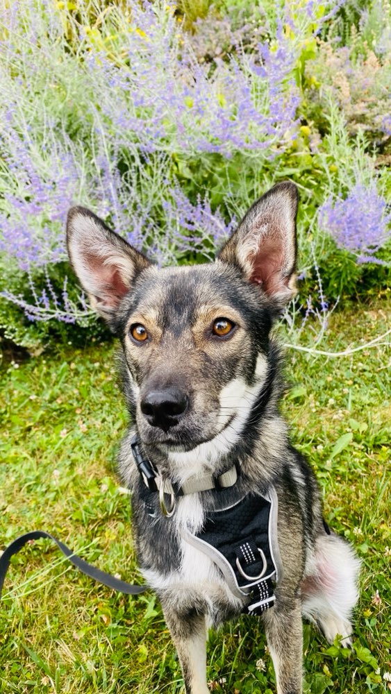 Hundetreffen-Kleine feste Gassirunde-Profilbild