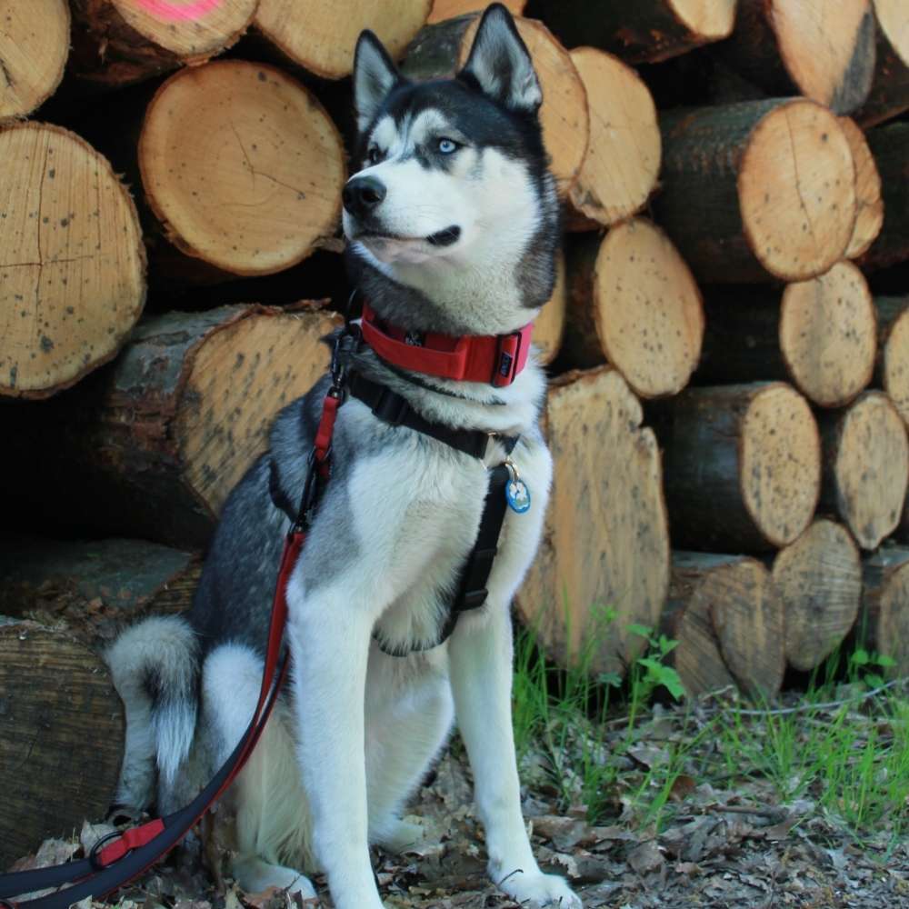 Hundetreffen-Suche Spielgefährte-Profilbild