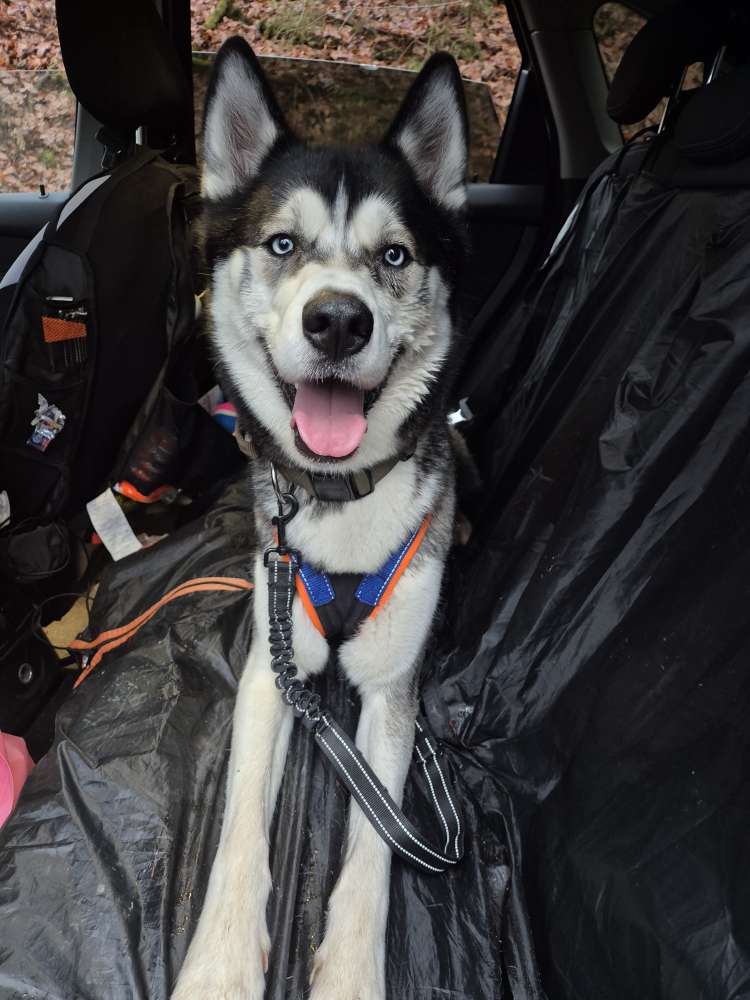 Hundetreffen-Trainingspartner Zugsport gesucht-Profilbild