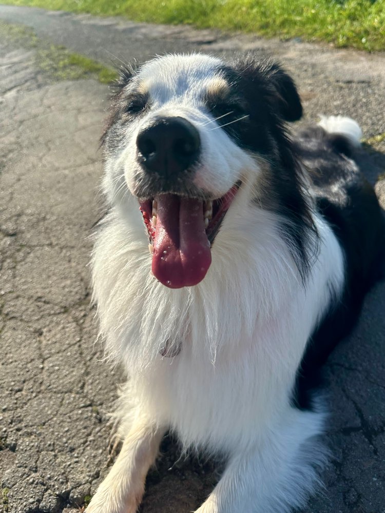 Hundetreffen-Gemeinsamer Spaziergang-Profilbild