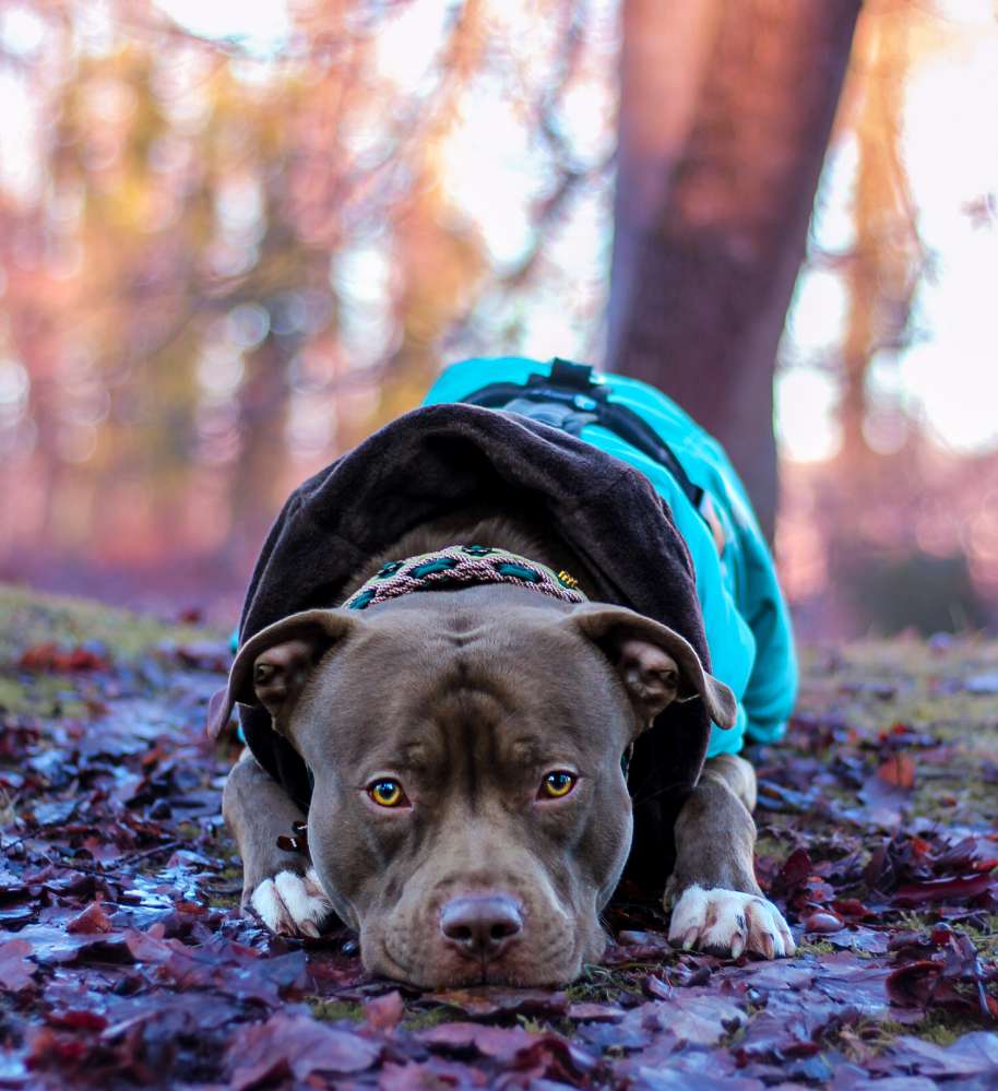 Hundetreffen-Partner für Social Walks gesucht-Profilbild