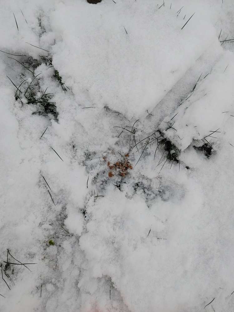 Giftköder-Ausgelegte Leckerlies-Profilbild