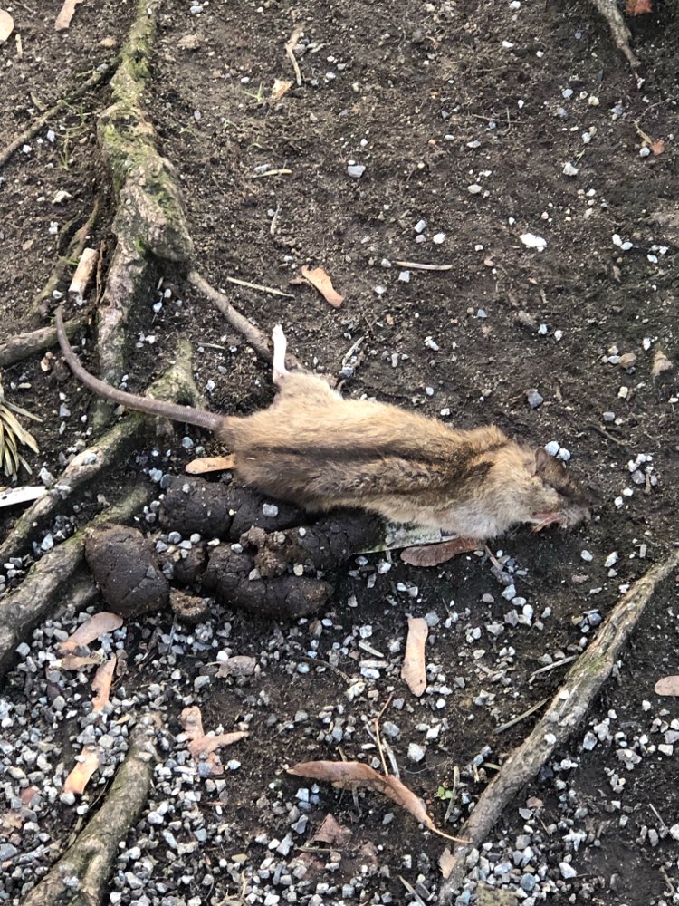 Giftköder-Ratte tot - vergiftet-Profilbild