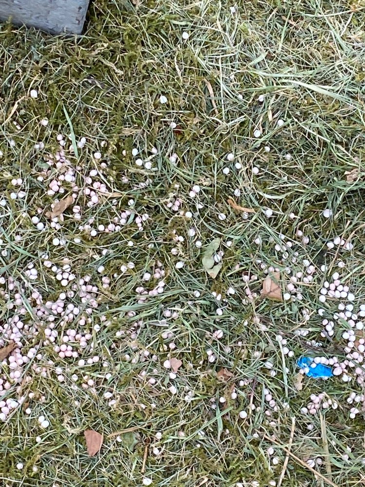 Giftköder-Weiße Körner - mögliches Gift-Profilbild