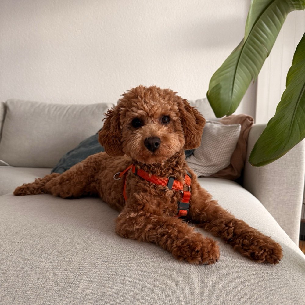 Hundetreffen-Hundetreffen/Spaziergang-Profilbild